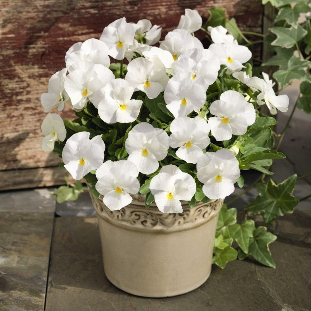 Non GMO White Pansy seeds