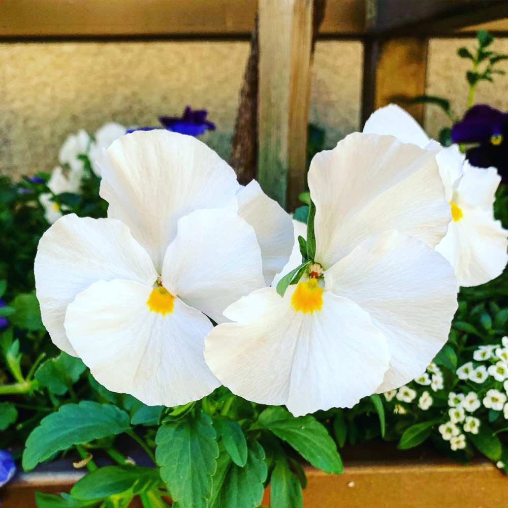 Ornamental White Pansy flowering plant