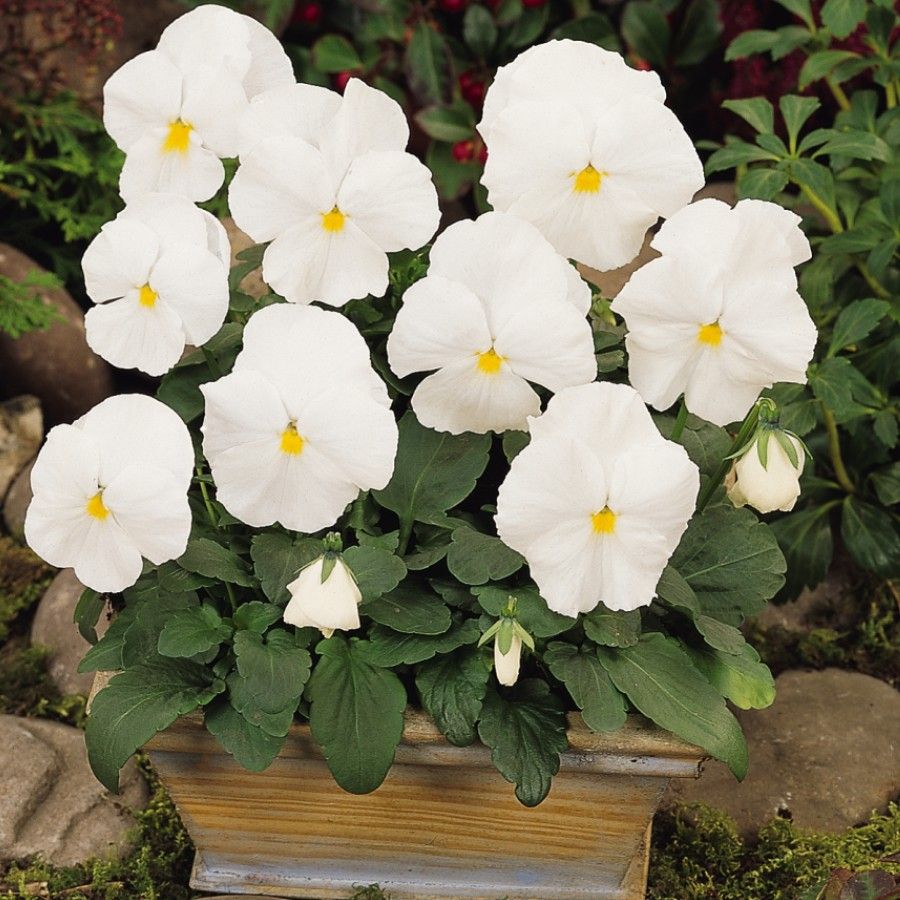 White Pansy flower seeds for planting
