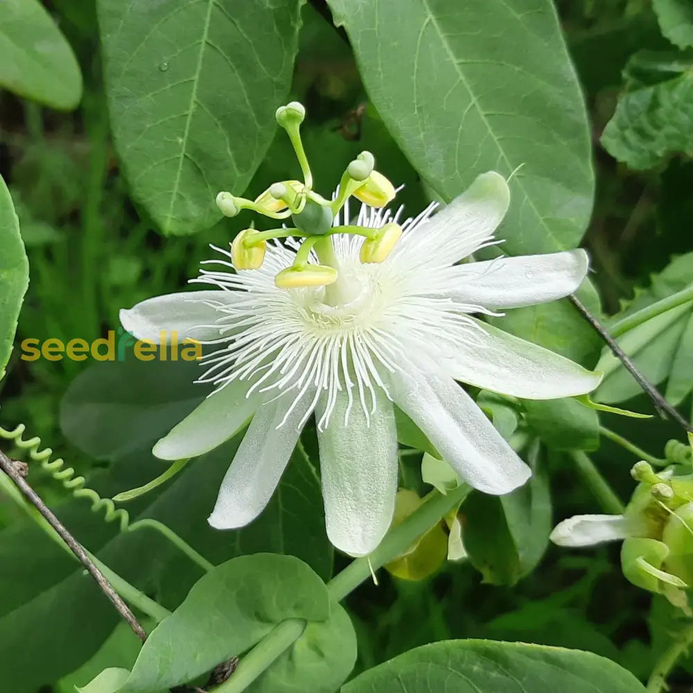 White Passiflora flower seeds for planting