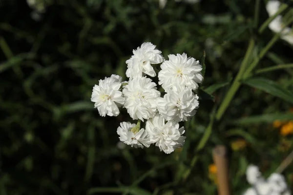 Non-GMO White Pellitory seeds