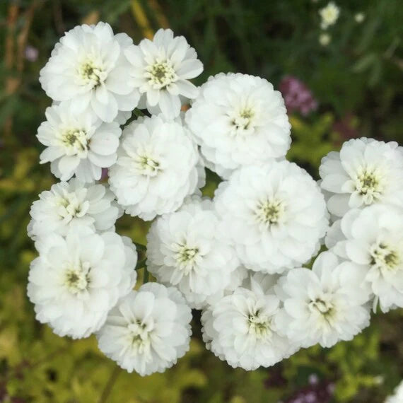 Ornamental Pellitory plant with fine white blooms