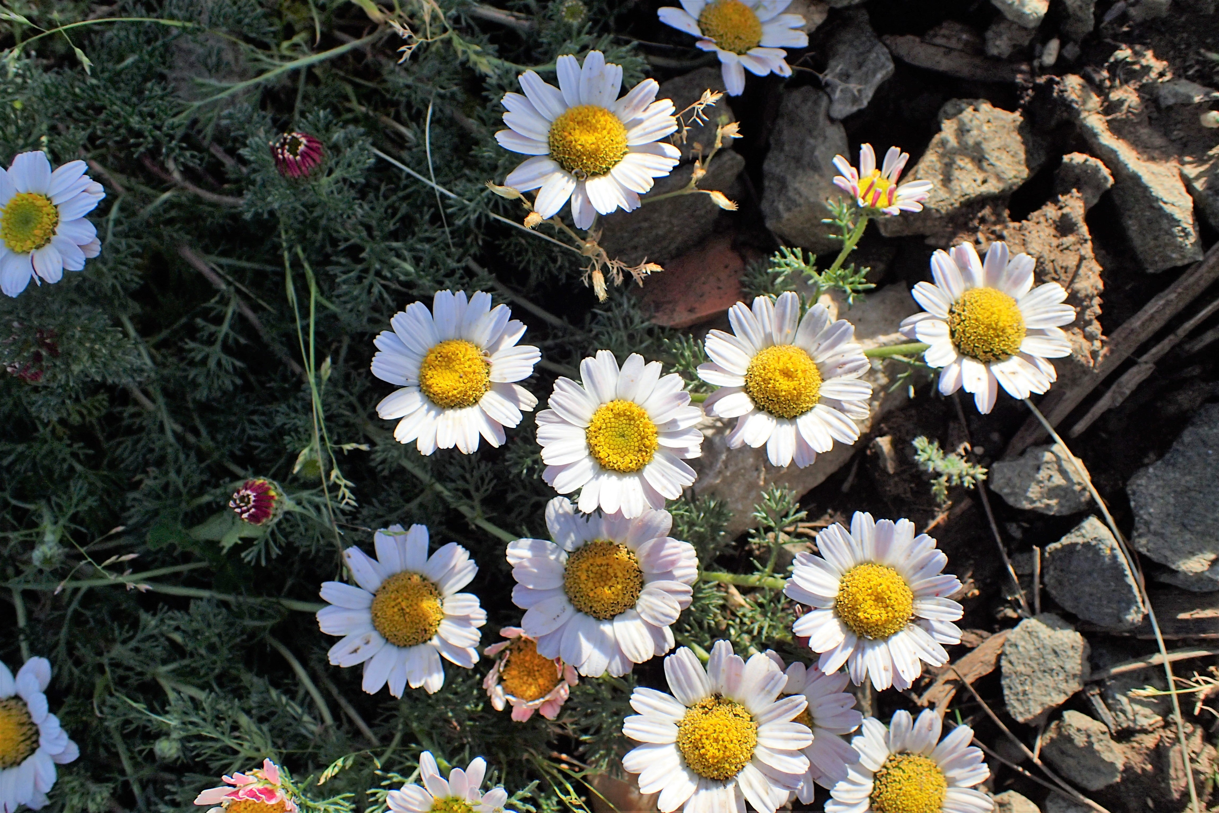 Pollinators visiting White Pellitory flowers