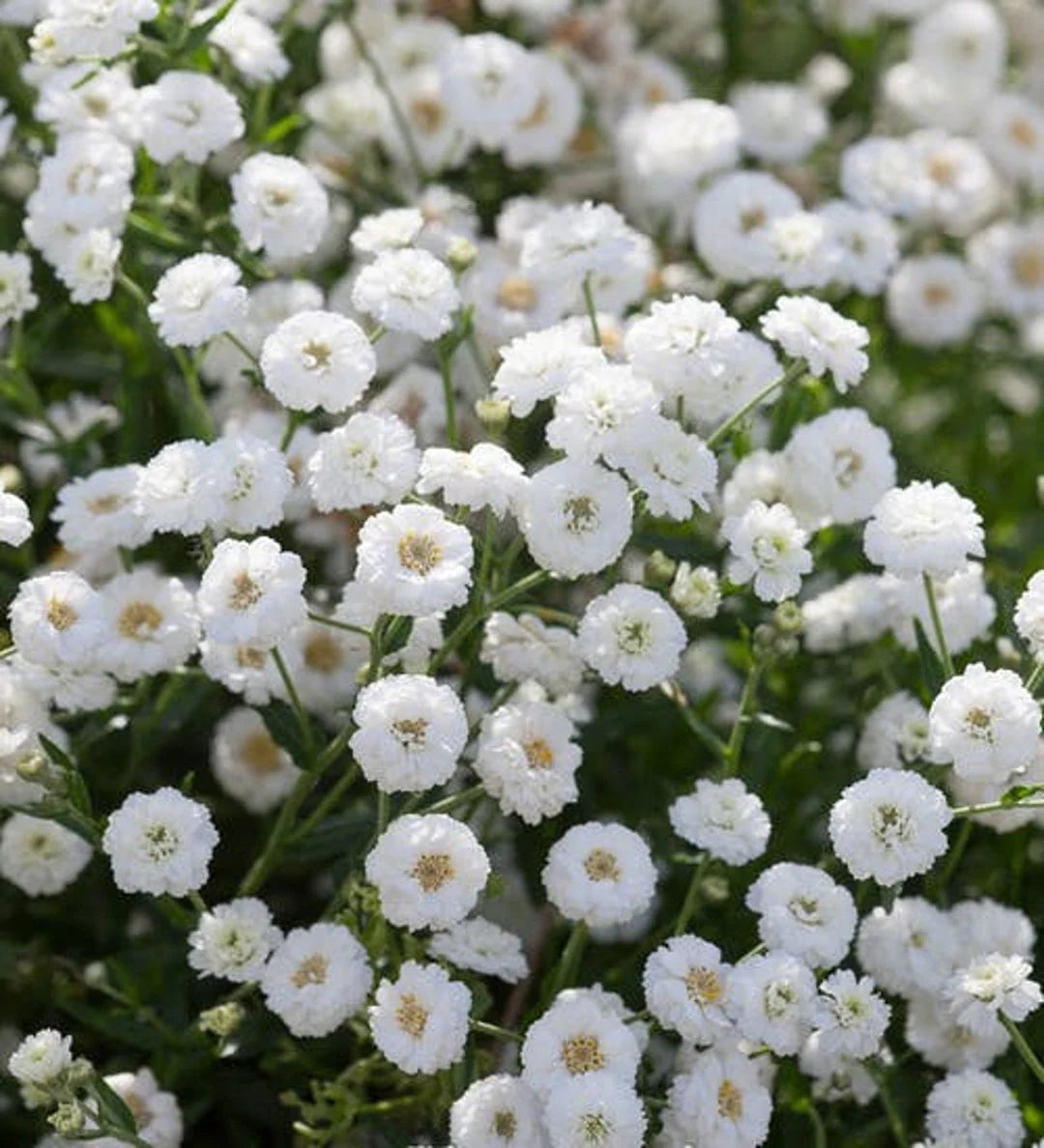 White Pellitory flower seeds for planting