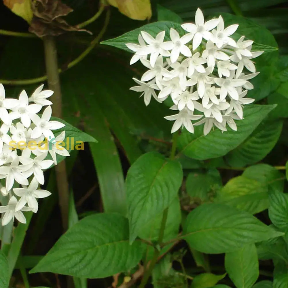 Ornamental White Pentas Starla flowering plant