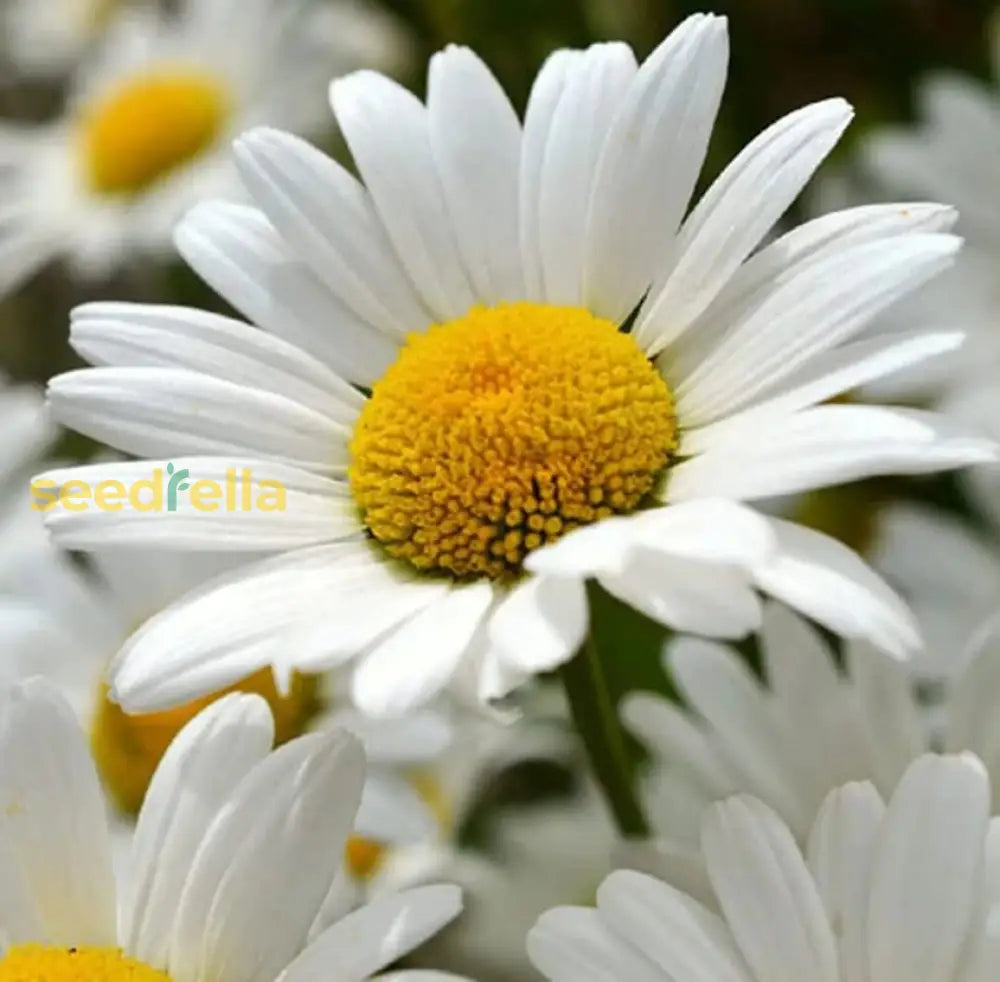 Non GMO White Perennial Daisy seeds