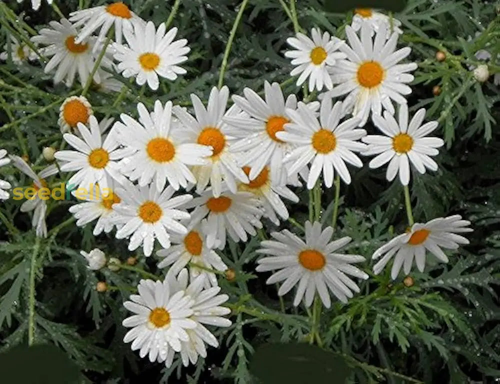 Ornamental White Perennial Daisy flowering plant