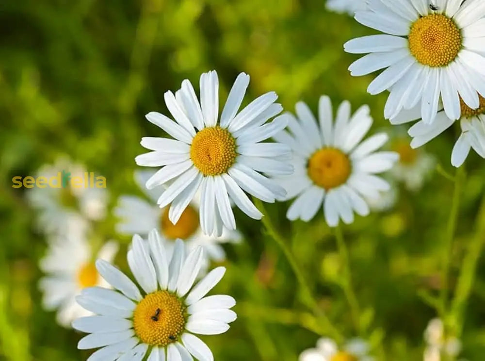 White Perennial Daisy flower seeds for easy planting