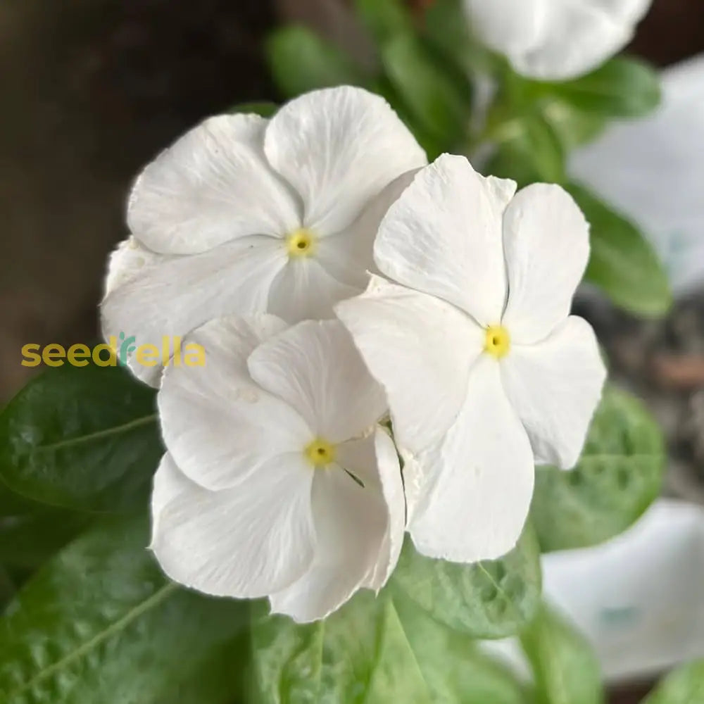 Non GMO White Periwinkle flower seeds