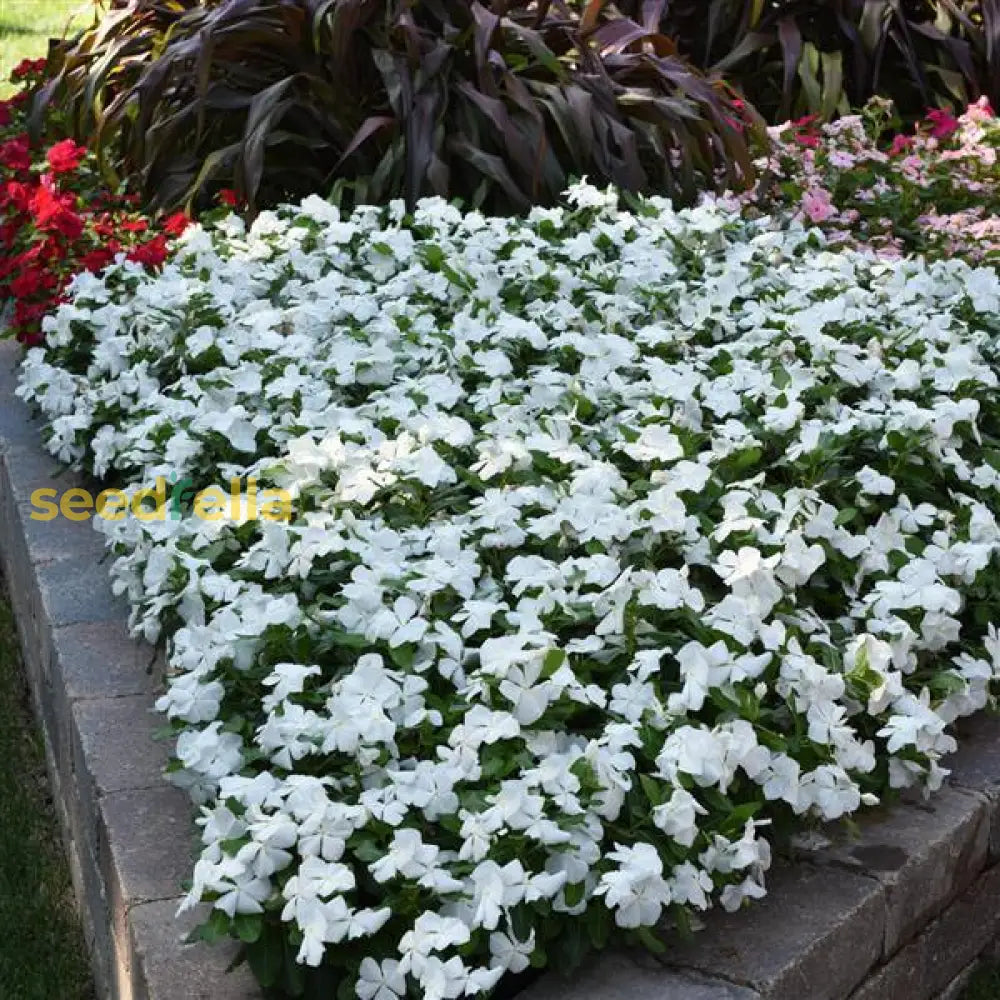 White Periwinkle Flower seeds for planting