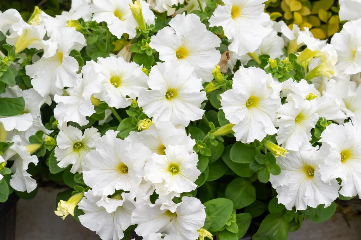 Non GMO White Petunia flower seeds