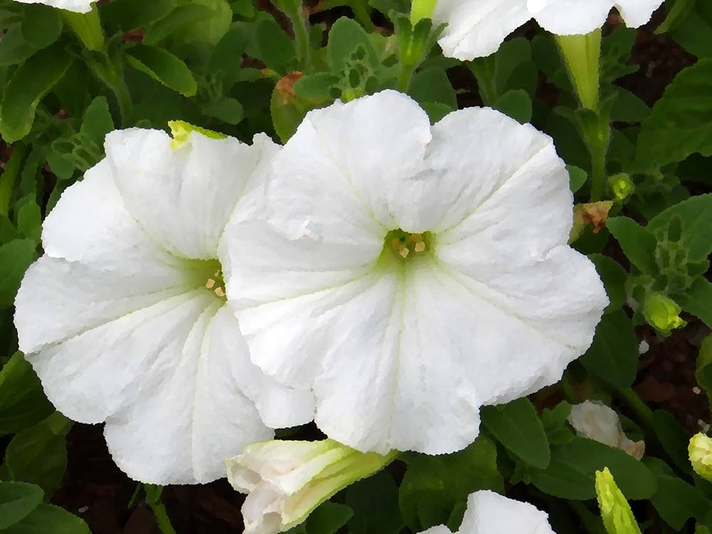 White Petunia Flower seeds for planting