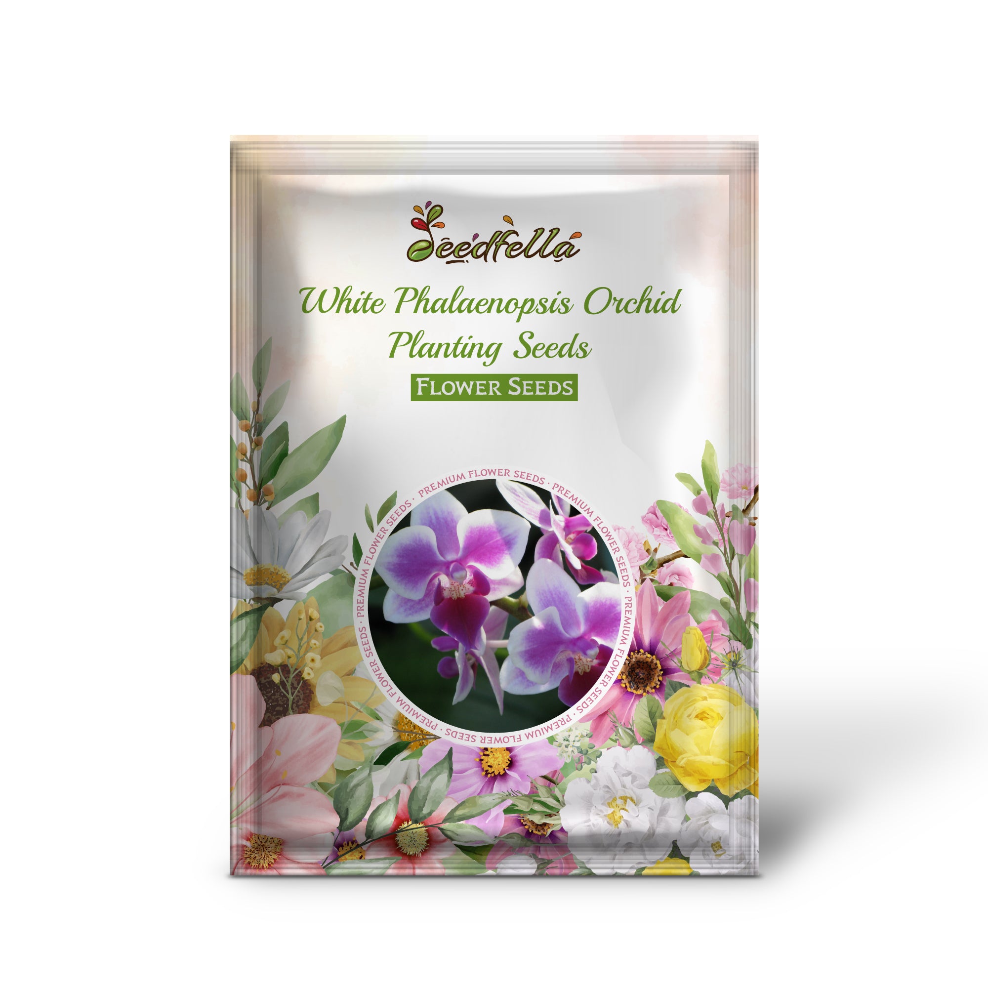 White Phalaenopsis Orchid flowers blooming