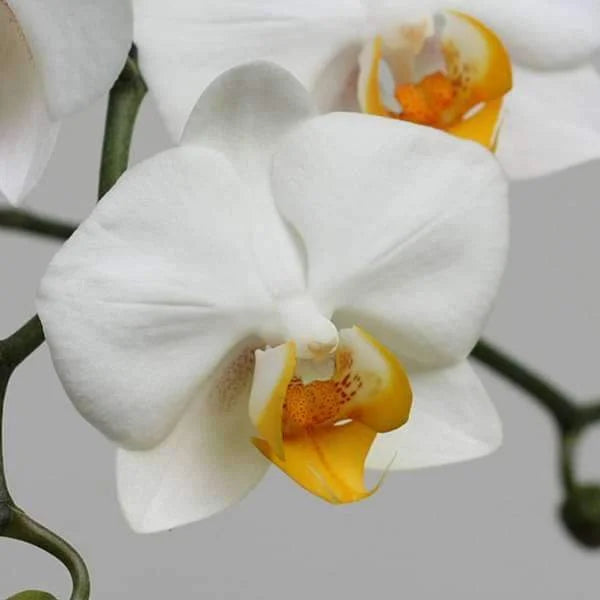 White Phalaenopsis Orchid indoor potted plant