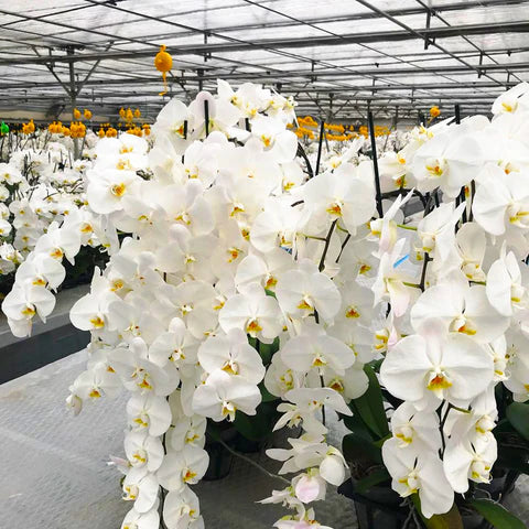 Non GMO White Phalaenopsis Orchid seeds
