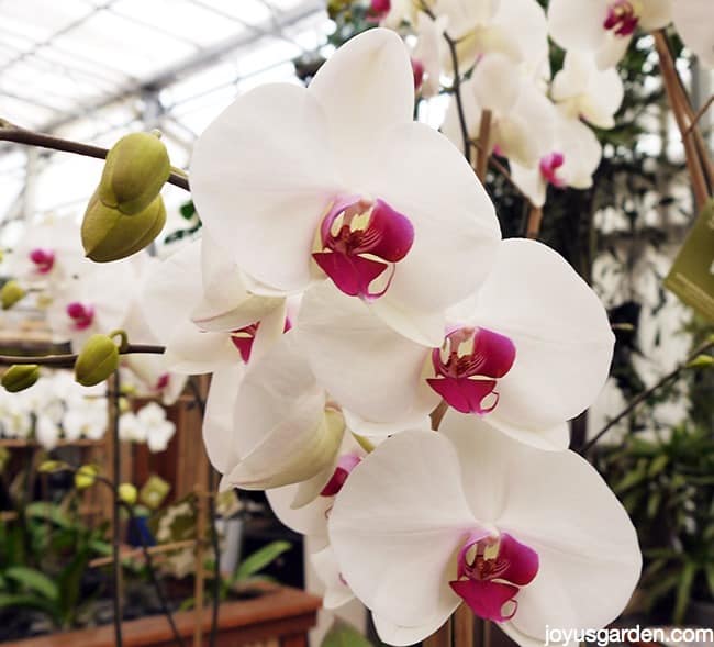 Ornamental White Phalaenopsis Orchid plant
