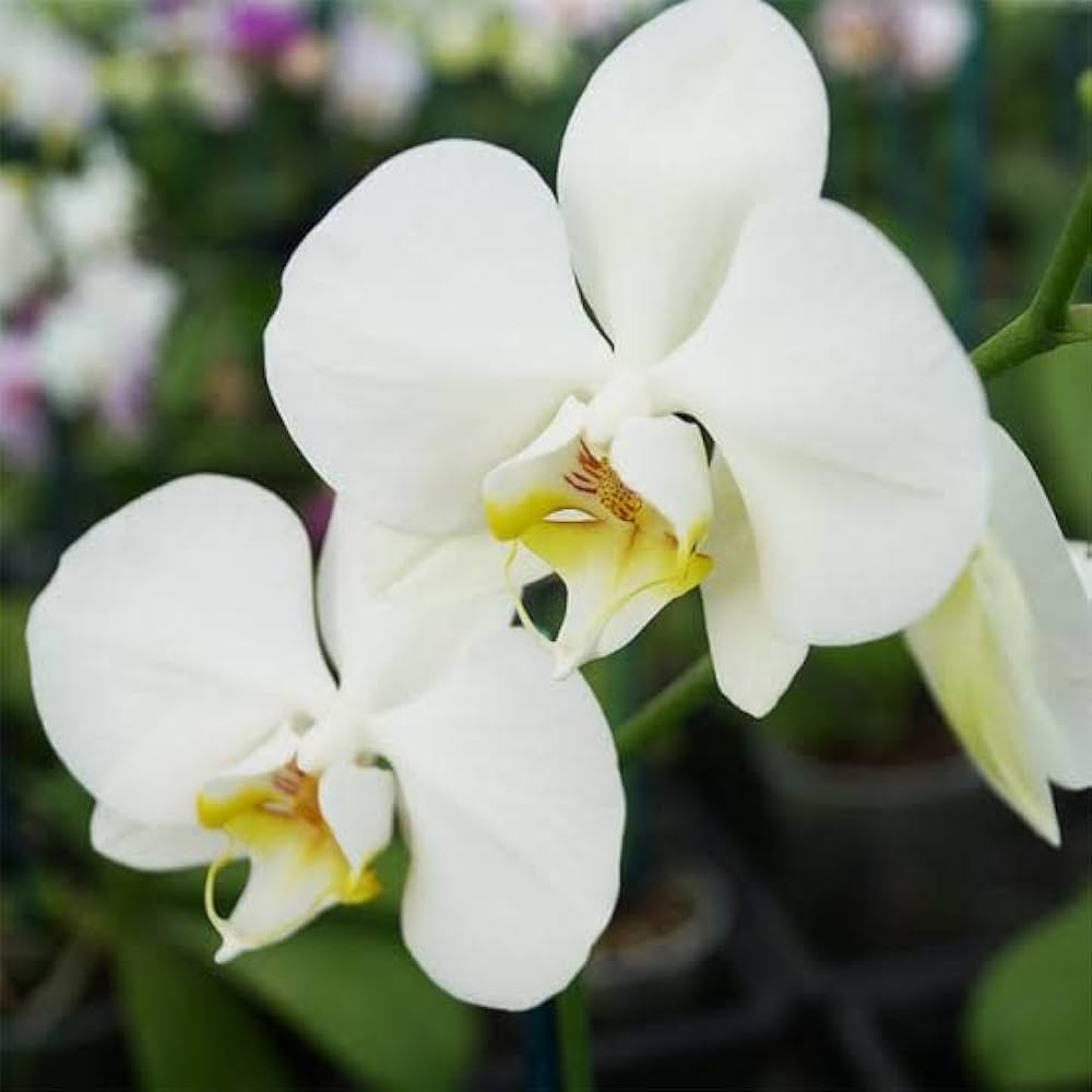 White Phalaenopsis Orchid planting seeds