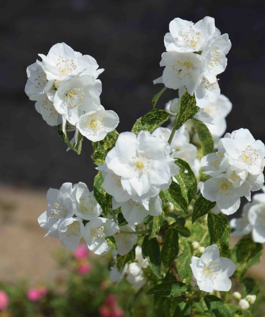 Ornamental Philadelphus shrub with white blooms