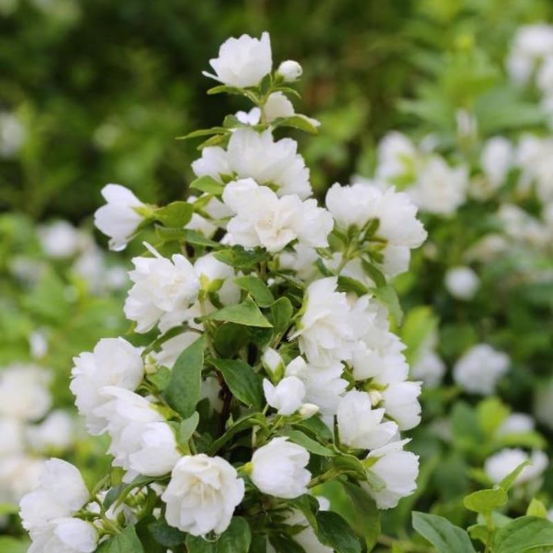 White Philadelphus flower seeds for planting