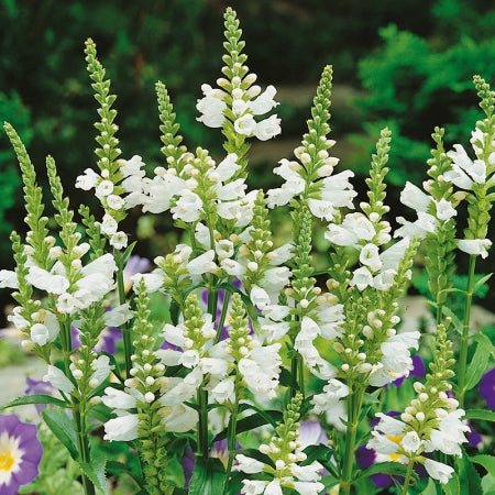 White Physostegia brightening a classic garden border