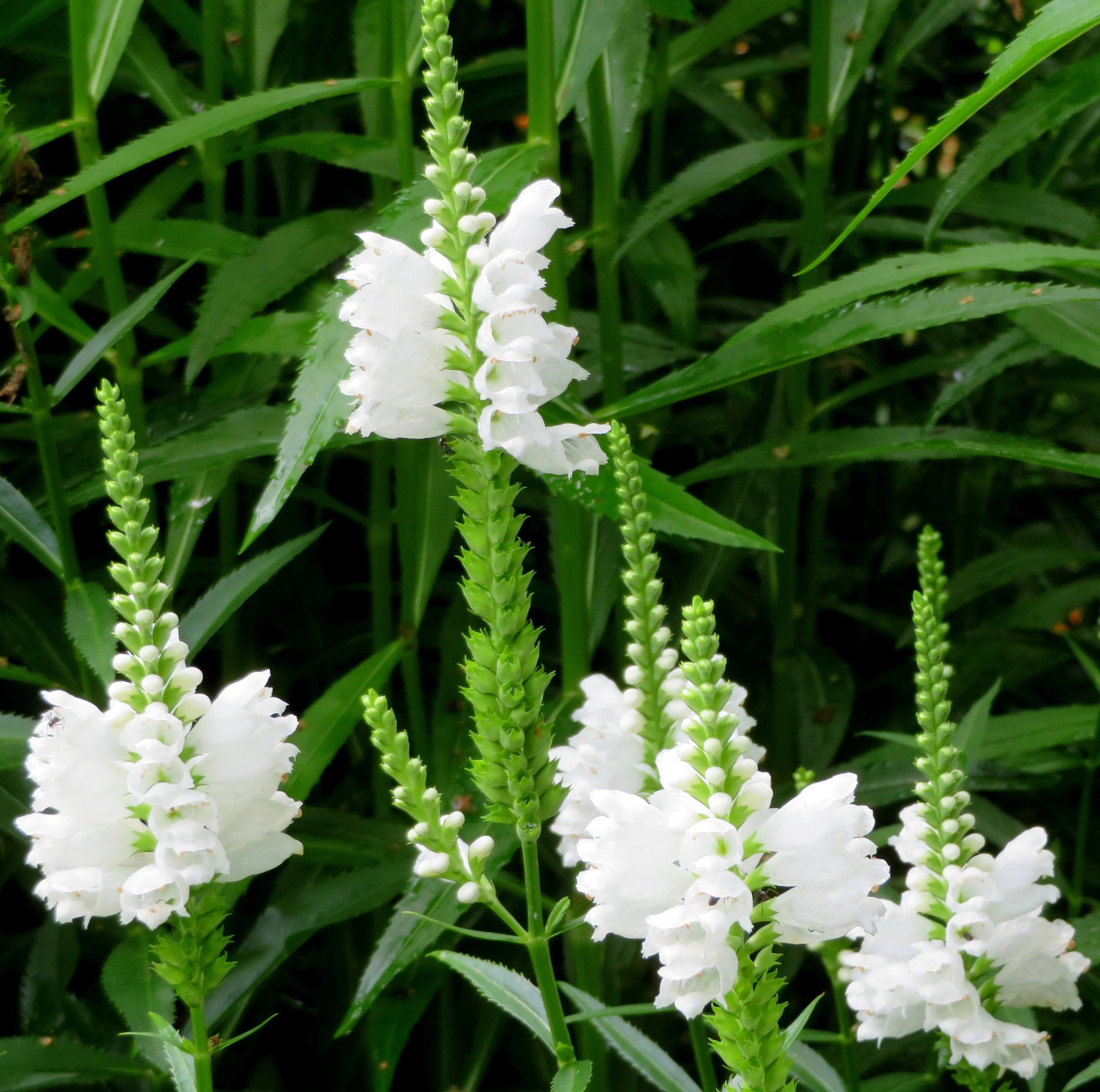 High germination Physostegia seeds