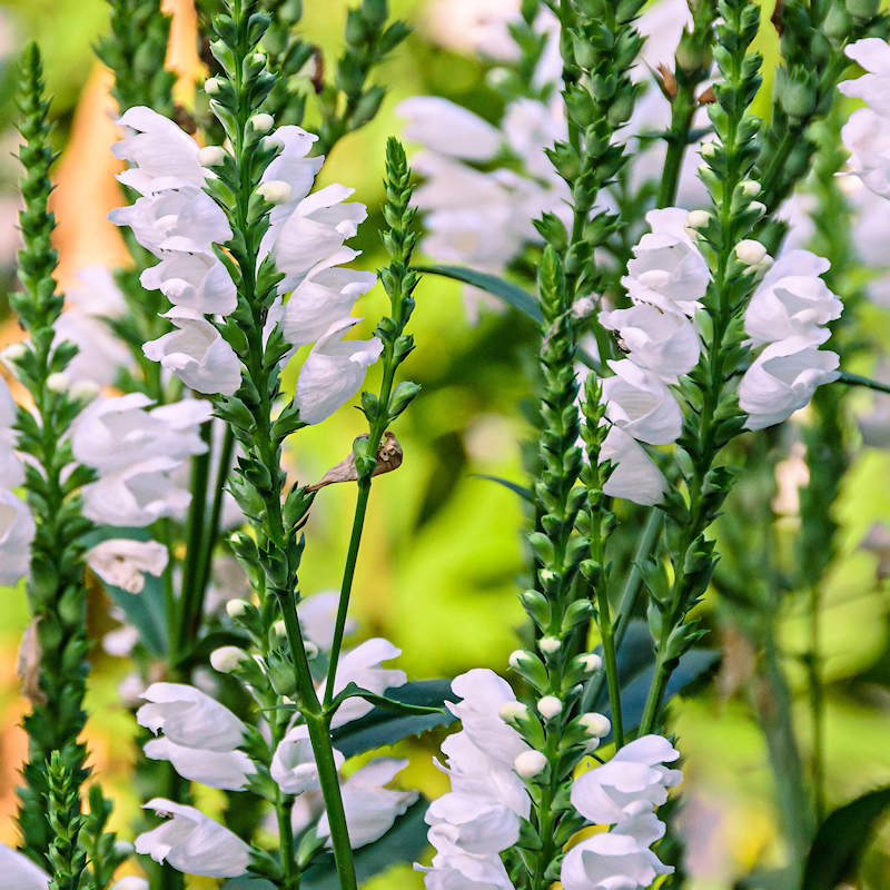Ornamental Physostegia plant with white blooms
