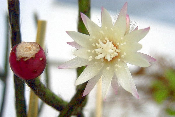 Elegant white Pilocarpa flowers in bloom