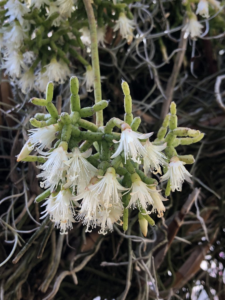 Non-GMO Pilocarpa seeds