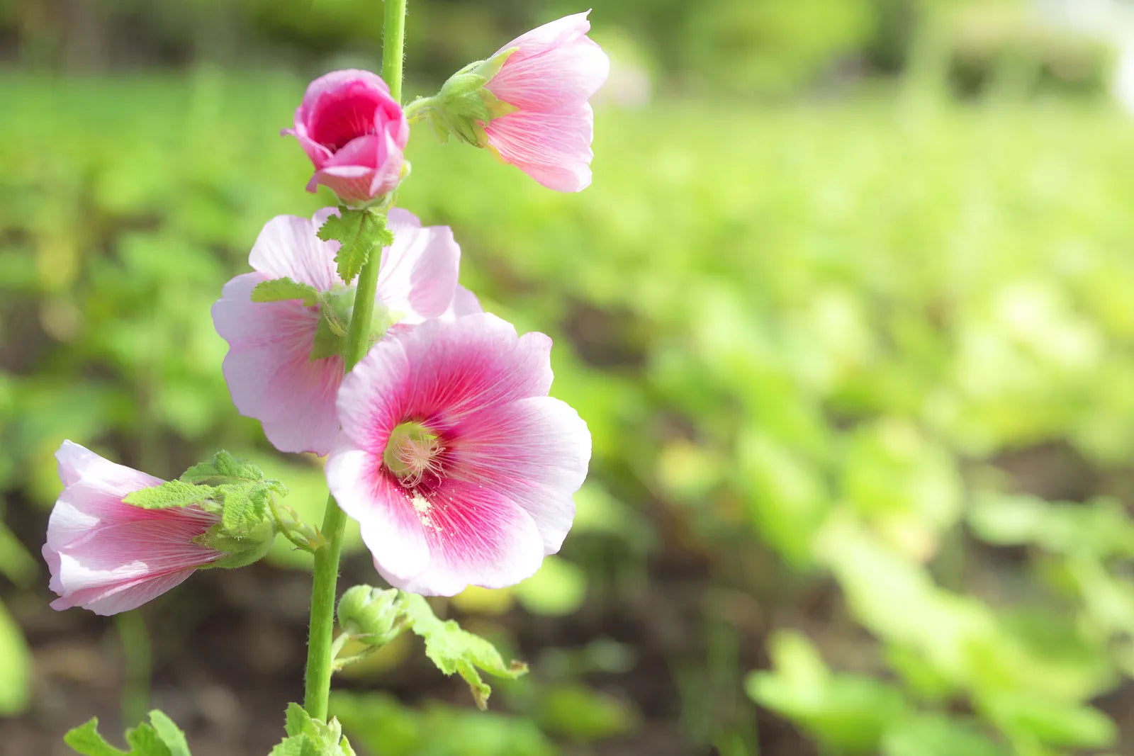 Non GMO White Pink Hollyhock flower seeds