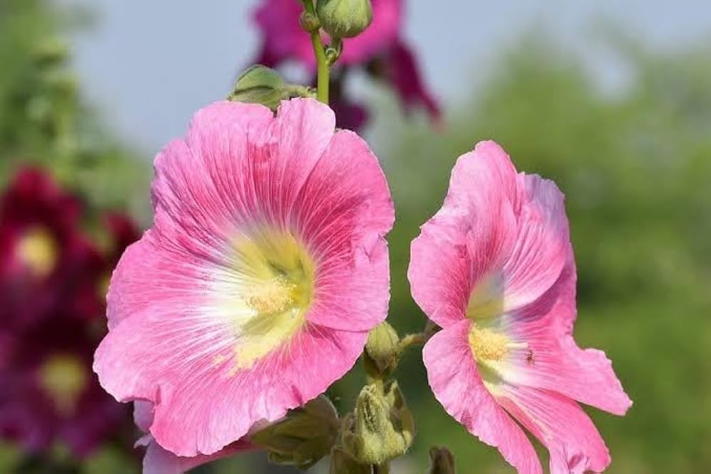 White Pink Hollyhock Flower seeds for planting