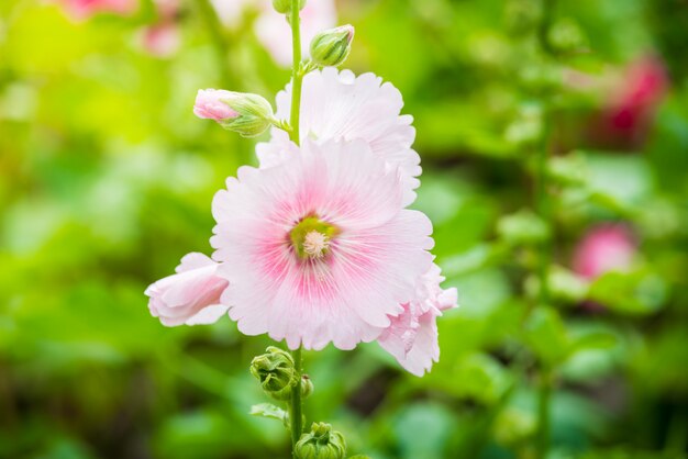 Tall White Pink Hollyhock flower spikes