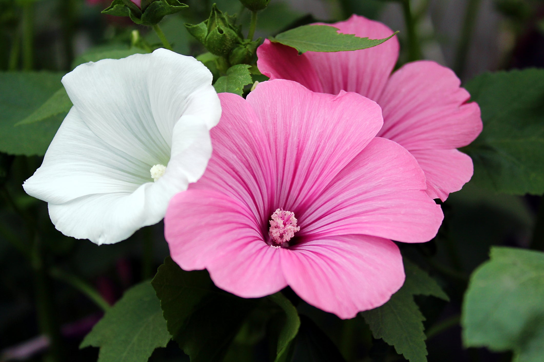 Large White Pink Lavatera hibiscus-like blooms