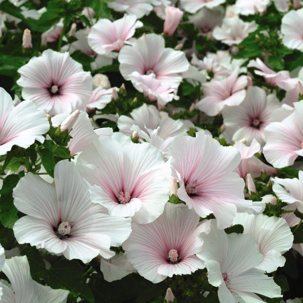 Ornamental White Pink Lavatera seeds for gardens