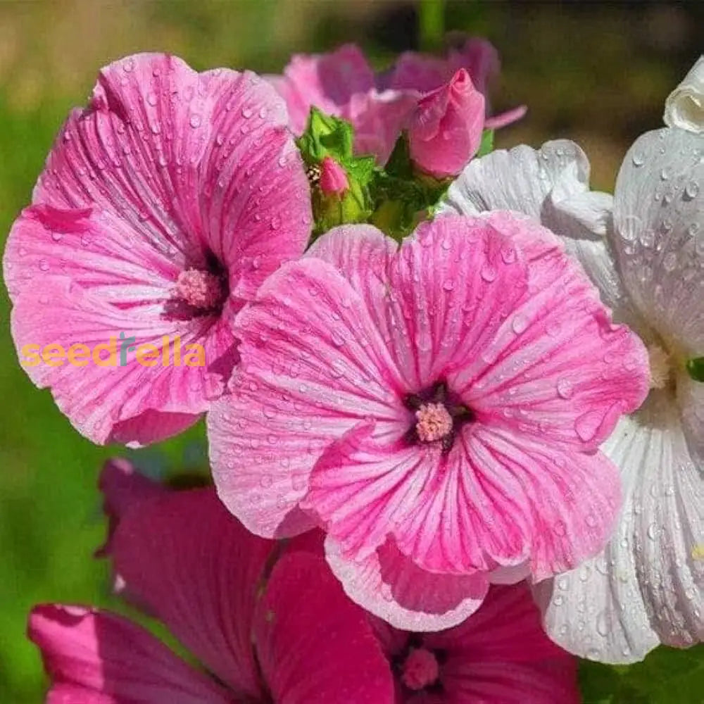 White Pink Lavatera Flower seeds for planting