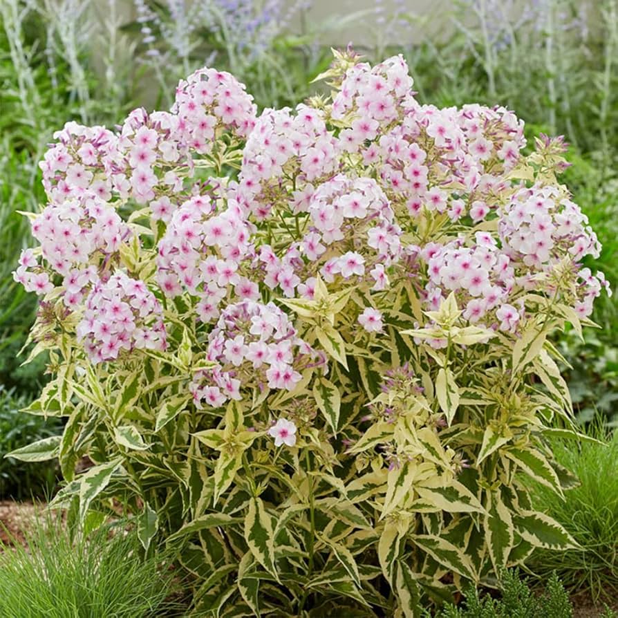 White Pink Nora Leigh flower planting seeds