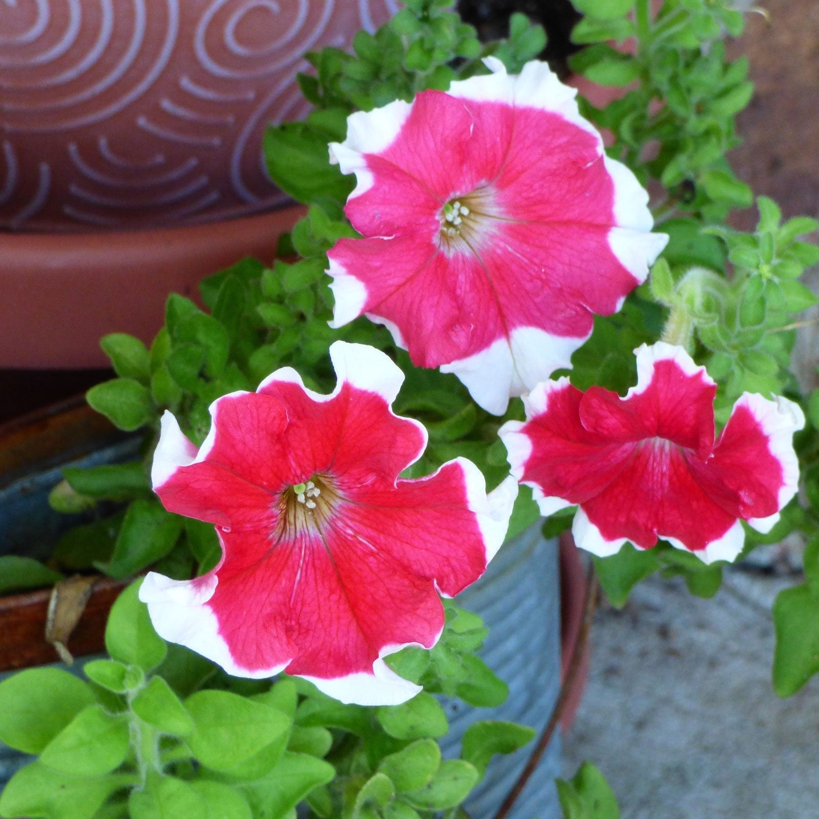 White Pink Petunias in hanging baskets