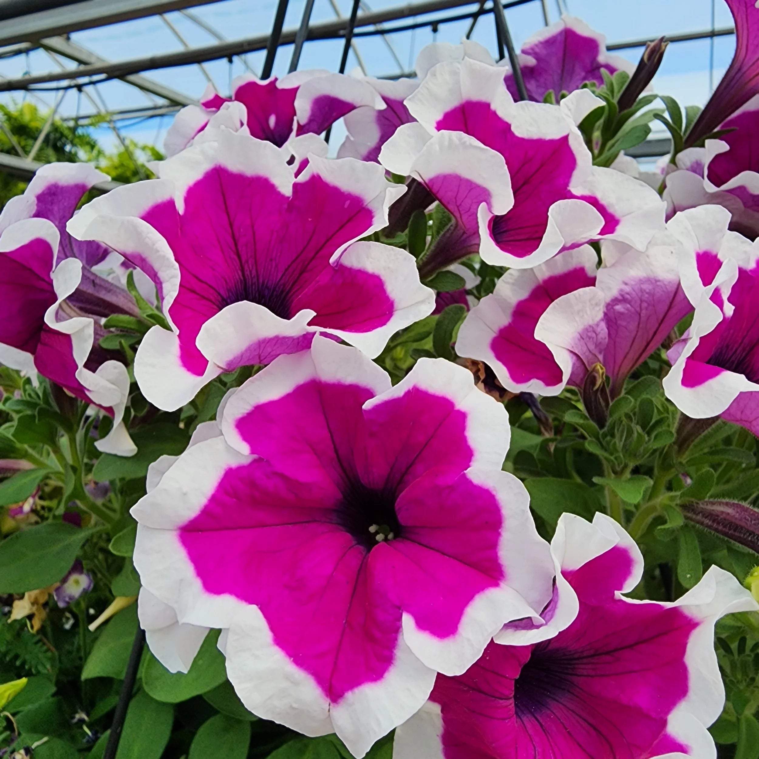 Non-GMO White Pink Petunia seeds