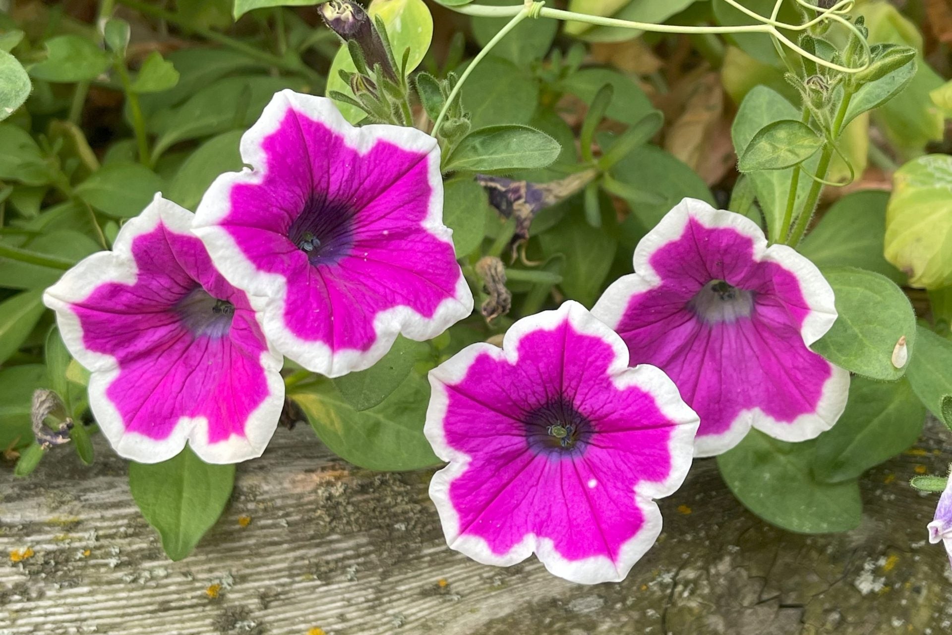 Ornamental Petunia plant with white and pink blooms