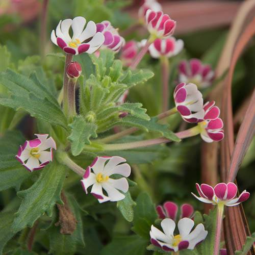 Ornamental White Pink Zaluzianskya flowering plant