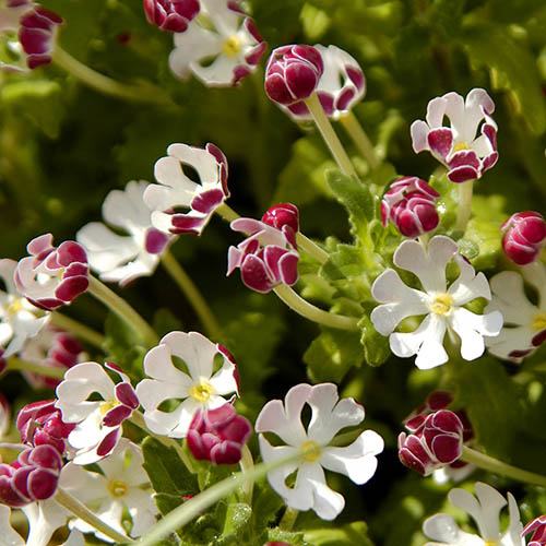 White Pink Zaluzianskya flower planting seeds