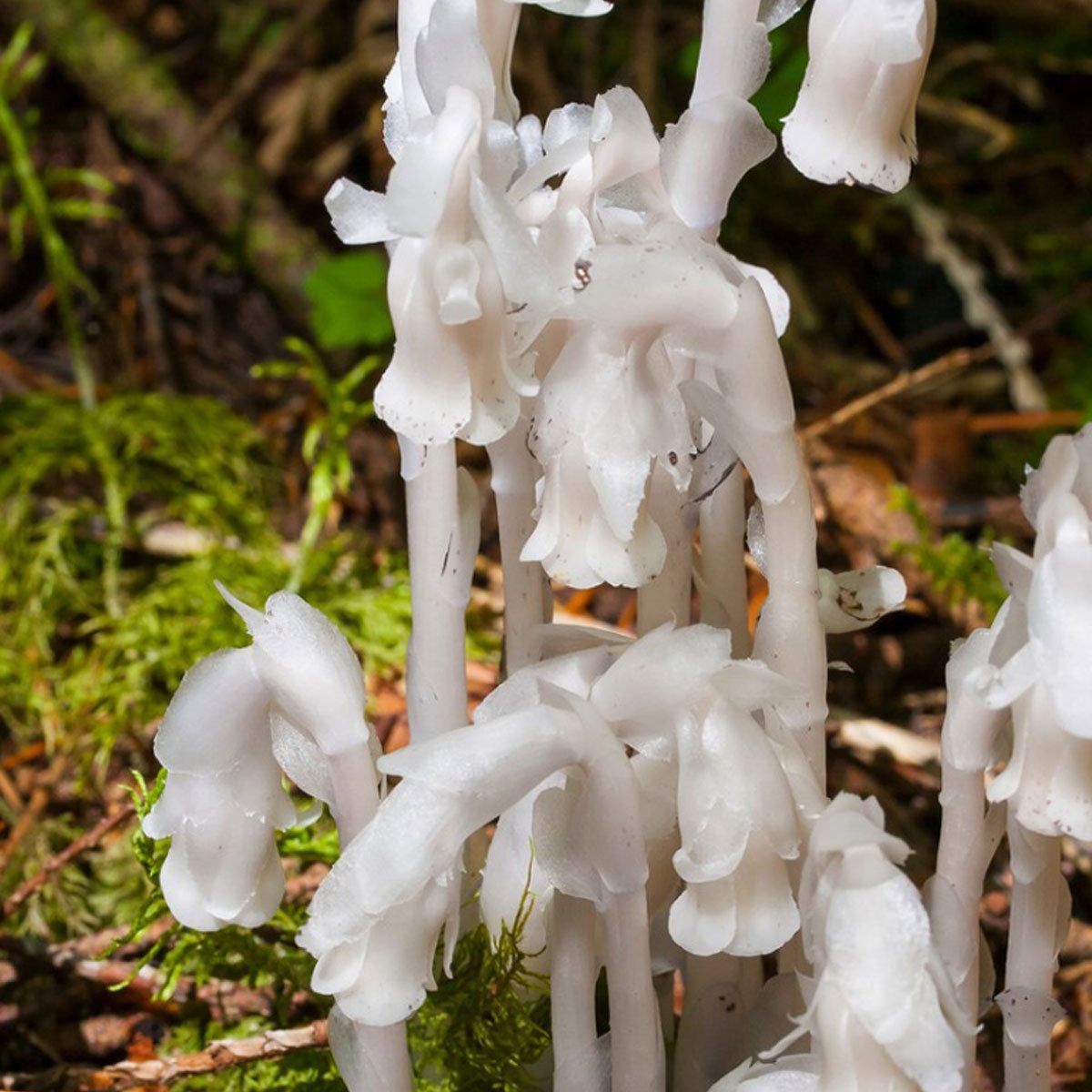 Ornamental White Pipe Flower vine for gardens