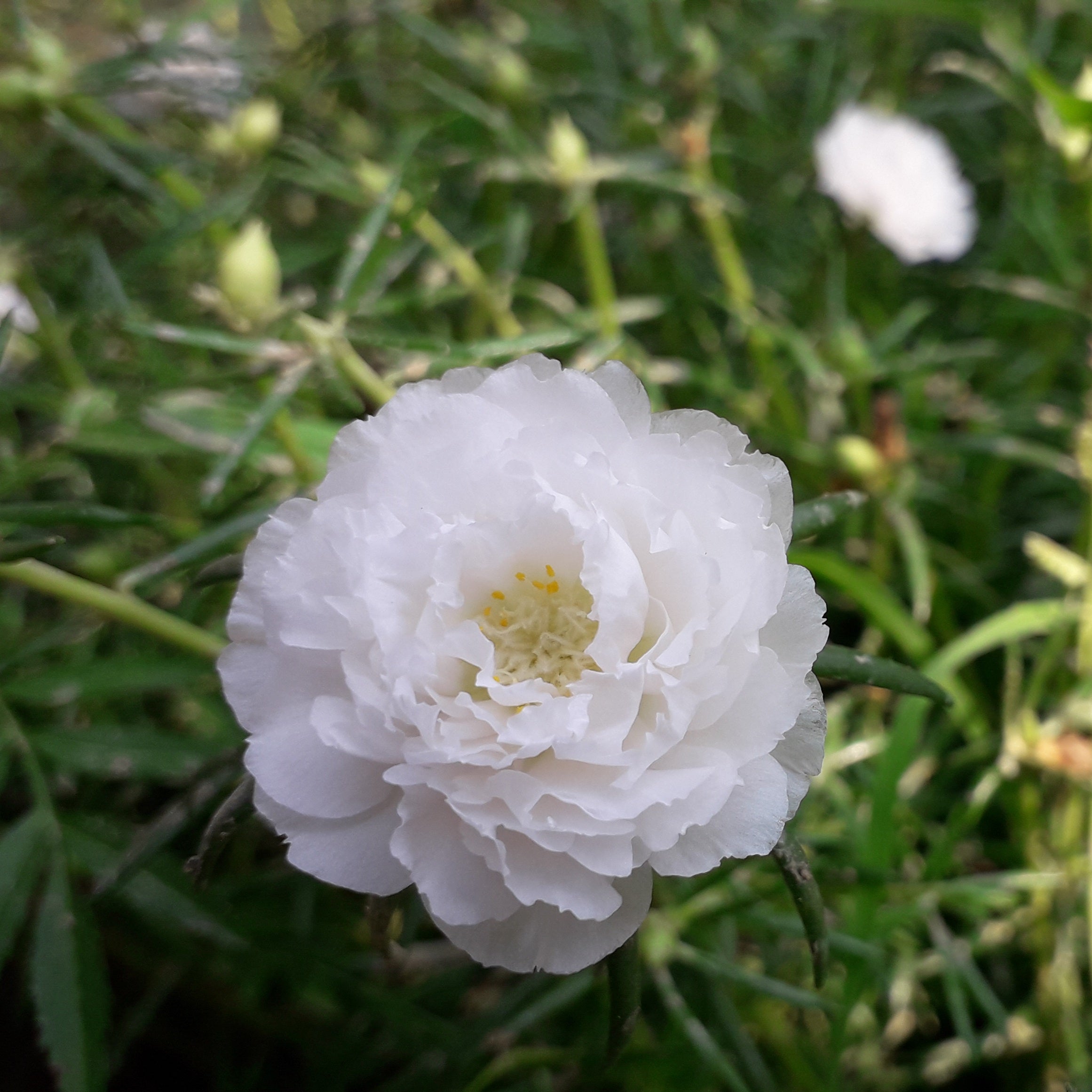 Non GMO White Portulaca Grandiflora seeds