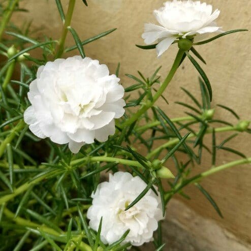 Ornamental White Portulaca seeds for gardens