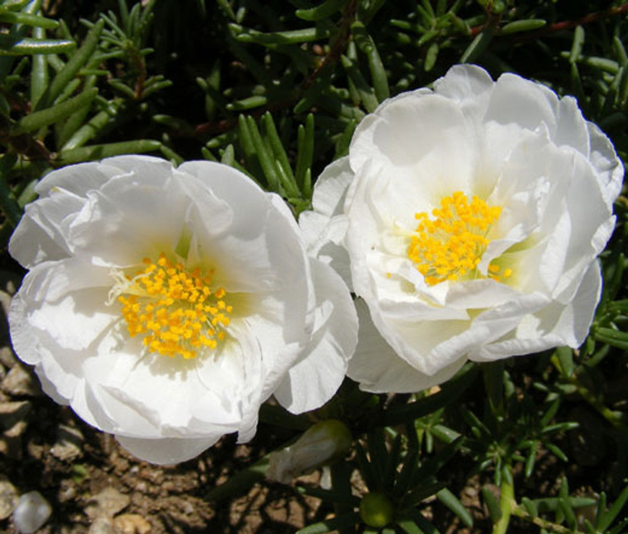 White Portulaca Grandiflora seeds for planting
