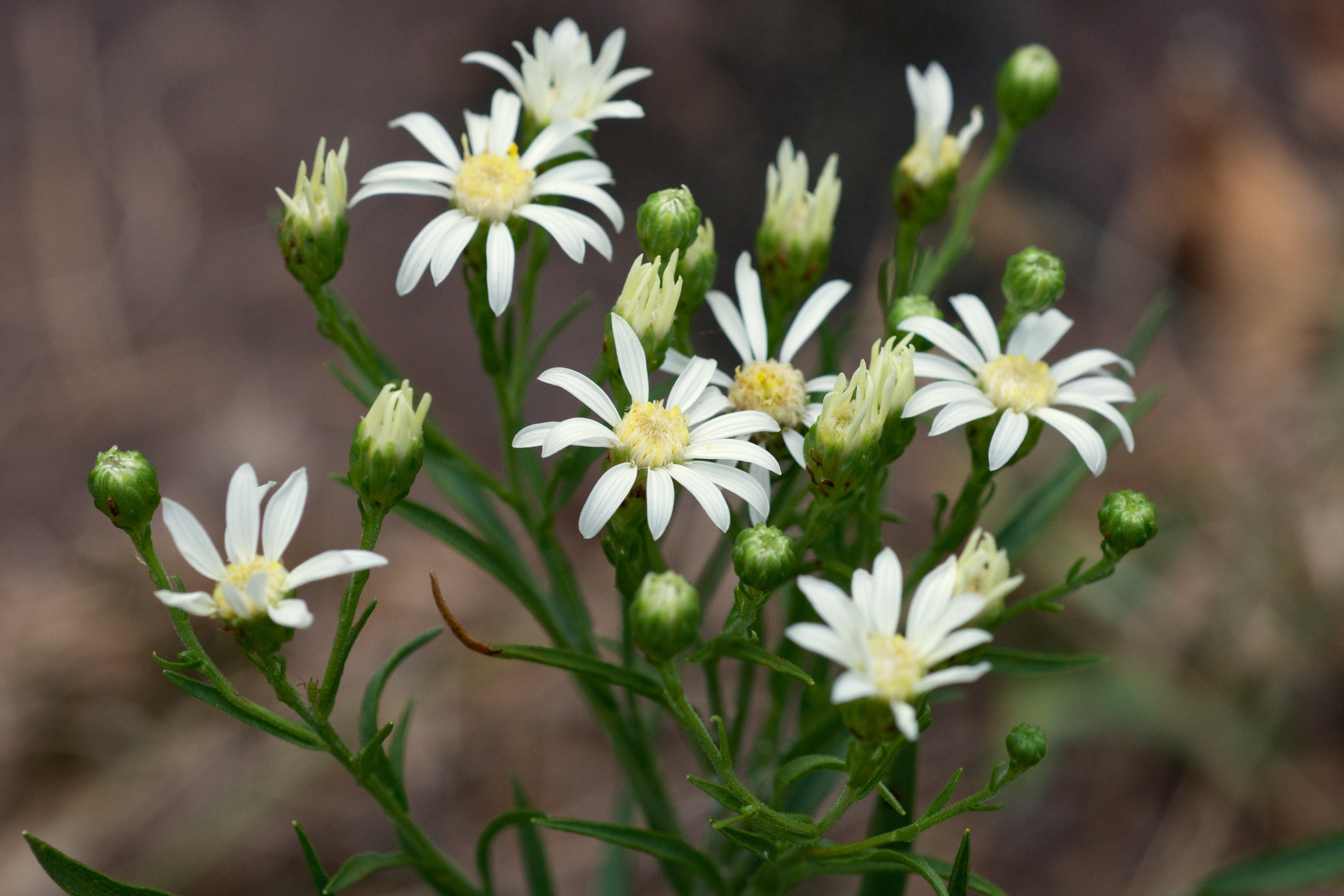 White Ptarmic flowers blooming in garden