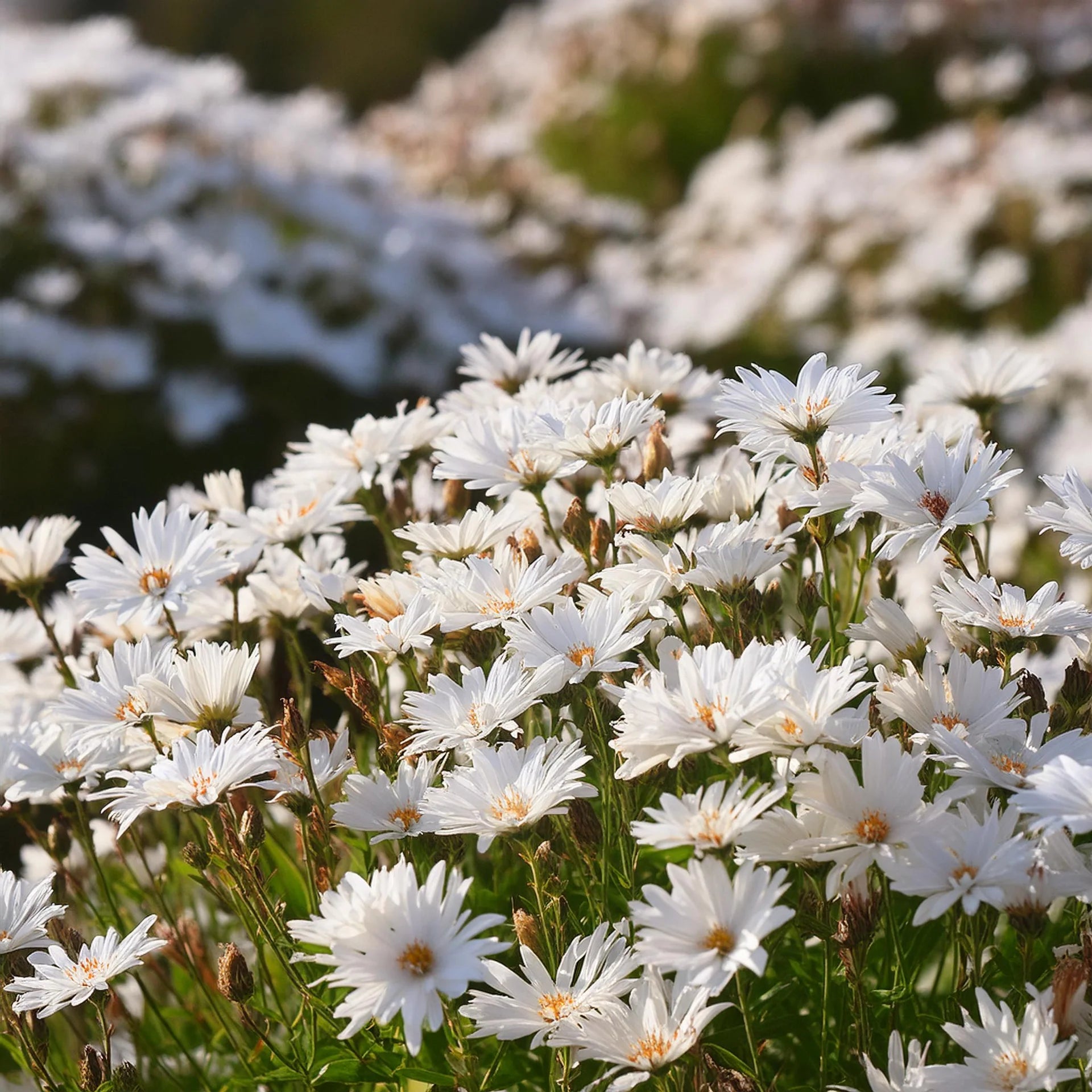 Non GMO White Ptarmic flower seeds