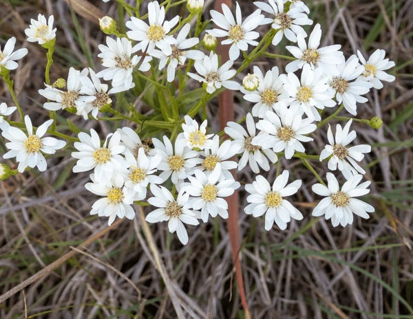 Ornamental White Ptarmic seeds for gardens
