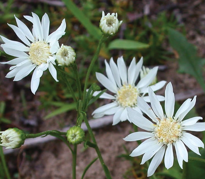 White Ptarmic Flower seeds for planting