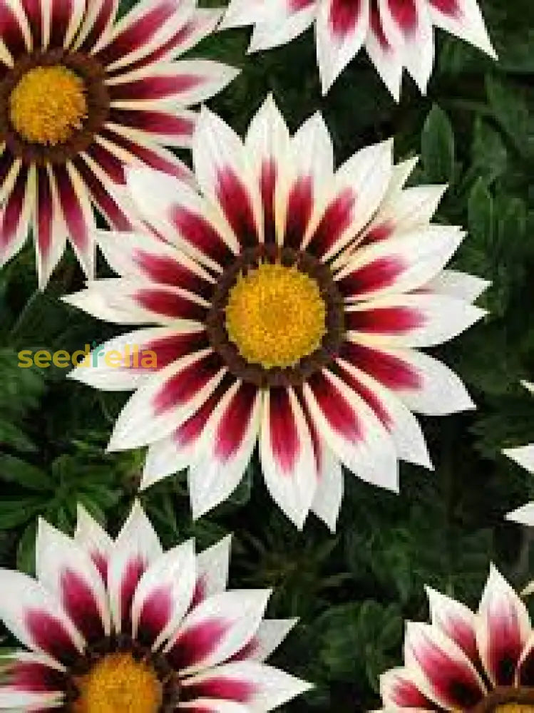 White Purple Gazania flowers blooming in garden