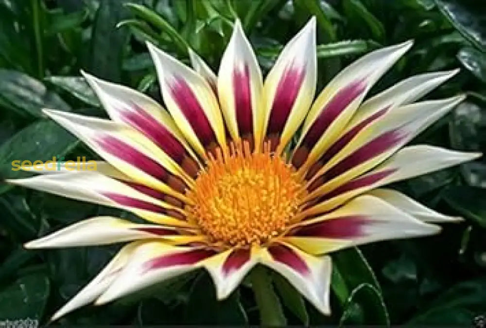 Non GMO White Purple Gazania seeds